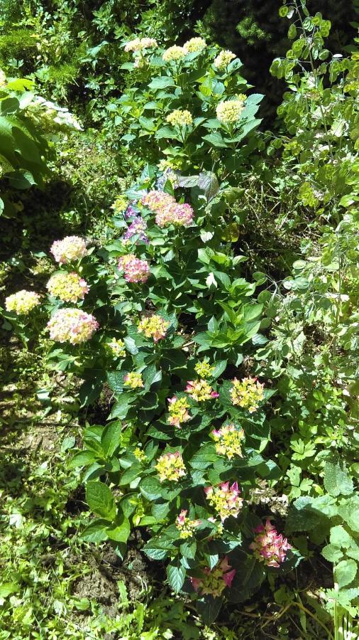 Les 3 Roses Bed & Breakfast Villeneuve-sur-Yonne Exterior foto